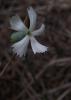 Dianthus Leucophaeus / Yabani Karanfil