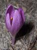 Colchicum Chalcedonicum / Kadky idemi