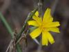 Crepis elegans ?