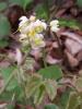 Epimedium Pubigerum