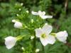 Cardamine Pratensis / ayr Teresi