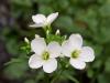 Cardamine Pratensis / ayr Teresi