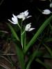 Cephalanthera Longifolia