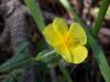 Helianthemum Nummularium