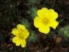 Potentilla Recta / Parmakotu