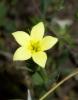 Centaurium Maritimum