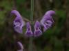 Demirotumsu adaay/Salvia verbenaca