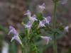 Gzel nane/Calamintha nepeta