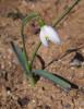 Kardelen / Galanthus nivalis