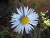 ayr Papatyas / Bellis Perennis