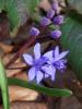 Yldz Smbl  / Scilla bifolia