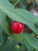 Tavan memesi (Herdem taze) / Ruscus aculeatus