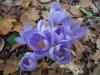 idem / Crocus Pulchellus