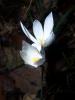 Crocus Pulchellus/ idem