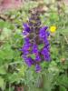 Salvia Nemorosa/adaay