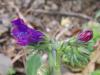 Echium Plantagineum / Engerekotu