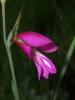 Gladiolus İtalicus / Ekin çiçeği