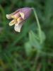 Fritillaria Pinardii / Alayan Gelin