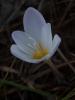 Colchicum Micranthum / idem