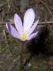 Colchicum Micranthum / idem