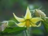 Solanum Lycopersicum / Domates Çiçeği