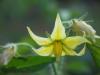 Solanum Lycopersicum / Domates iei