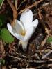 Colchicum Umbrosum / idem