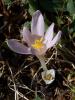 Colchicum Umbrosum / idem