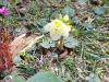 pleme/Helleborus Orientalis