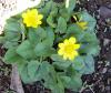 Kkce dniei/Ranunculus ficaria