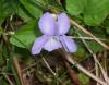 Kokulu meneke/Viola odorata