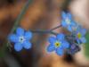 Orman unutmabenisi/Myosotis sylvatica