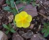 Altn iei/Helianthemum nummularium