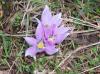 Ac idem (Klavuz iei)/Colchicum szovitsii