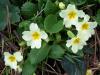 uha iei/Primula vulgaris