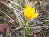 Ankara idemi/Crocus ancyrensis