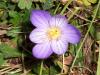 Gz idemi/crocus speciosus