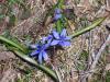 Yldz smbl (Mavi yldz)/Scilla bifolia