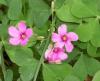 Oxalis Articulata