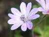 Da tr/Geranium pyrenaicum