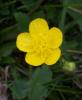 Srnc Dn iei / Ranunculus Repens