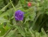 Kuzudiliyaprakl engerekotu/Echium plantagineum