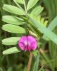 Fi/Vicia sativa