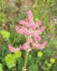 Ravent (Ign)/Rheum palmatum