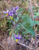 Yaban yasemini/Solanum dulcamara