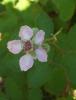 Brtlen iei/Rubus Discolor