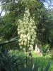 Yucca Cicekler