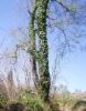 Hedera helix