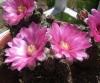 Gymnocalycium baldianum