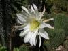 Trichocereus Sp.